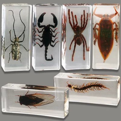 透明树脂工艺品昆虫标本艺术品捕捉自然之美